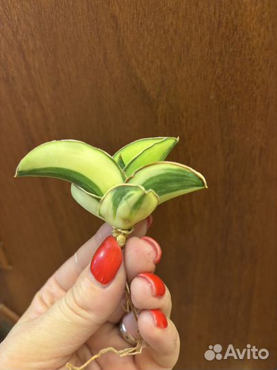 Сансевиерия Samurai var Тай