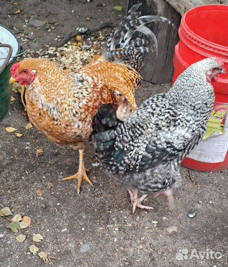 Молодые петухи