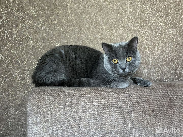 Британец в добрые руки