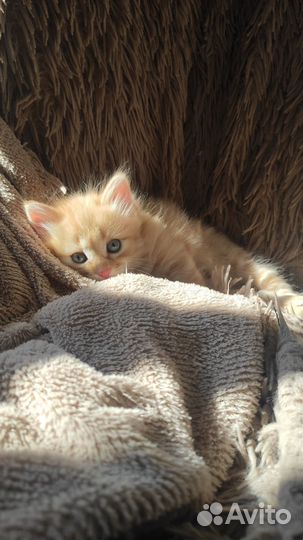 Отдам котенка в добрые руки