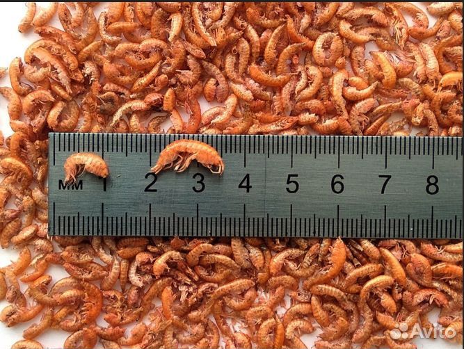 Гаммарус высушенный