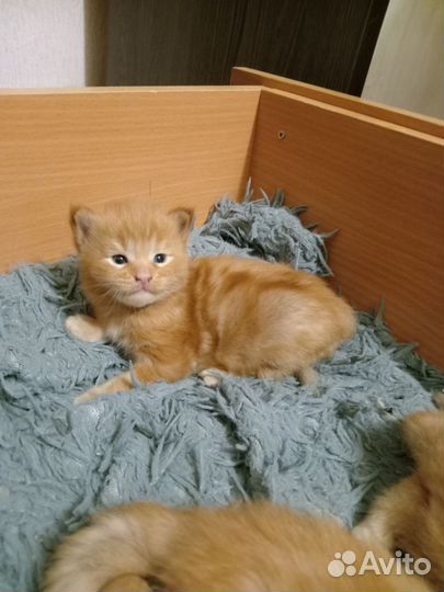 Котята мейн-кун