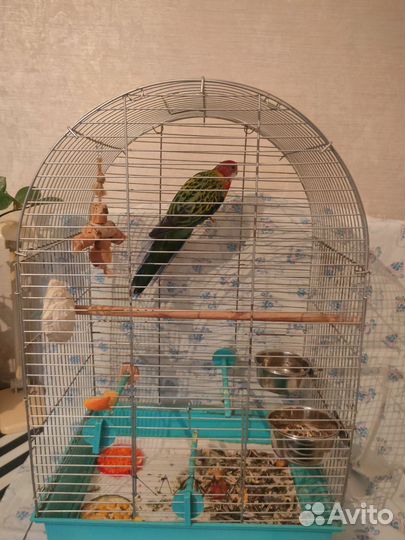 Попугай розелла