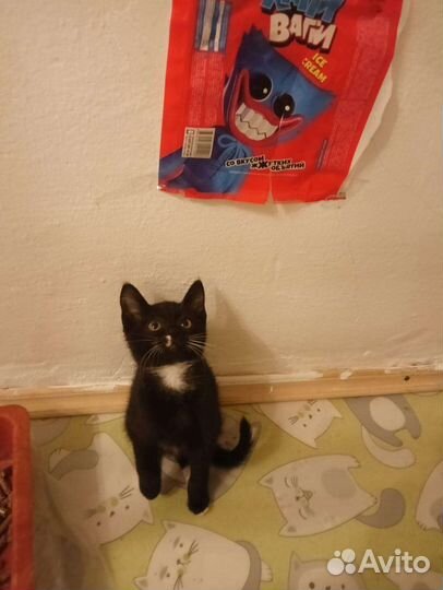 Котятки в добрые руки