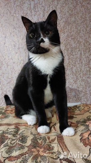 Швепс ищет дом