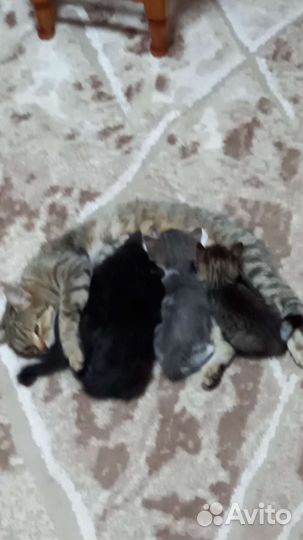 Котята в добрые руки бесплатно коты одна кошка