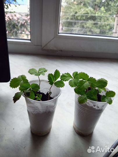 Земляника белая