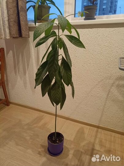 Авокадо 1.5 м