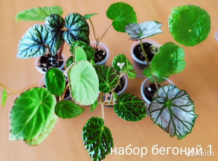Наборы бегоний-природников