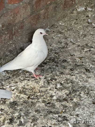 Продажа голубей