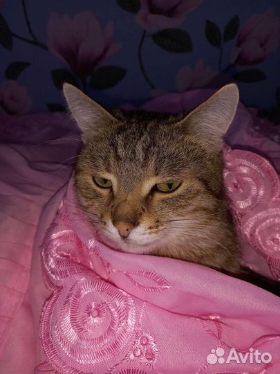 Отдам кота стерилизованого в хорошие руки