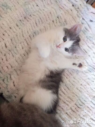 Котенок девочка 2 мес