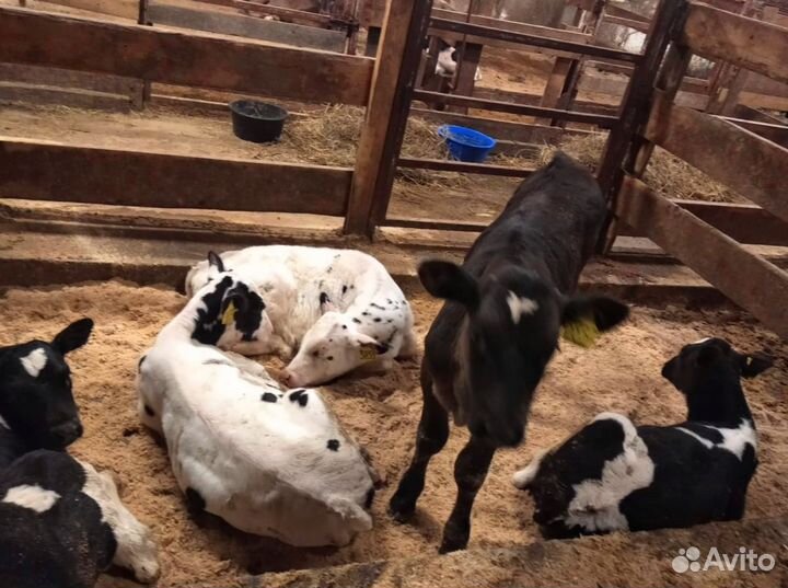 Телята бычки тёлочки бесплатная доставка