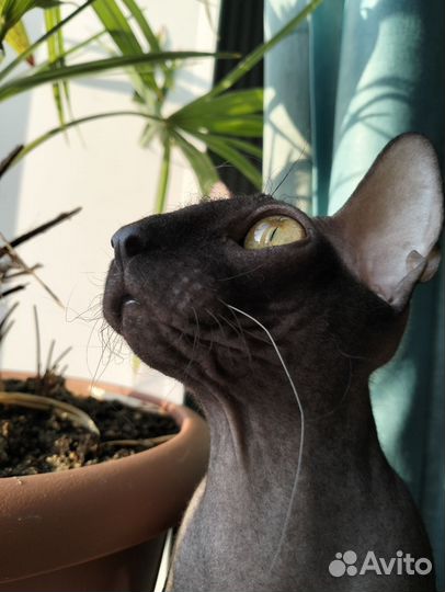 Канадский сфинкс