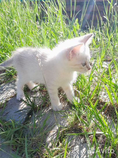Дымчато белый котёнок с голубыми глазами
