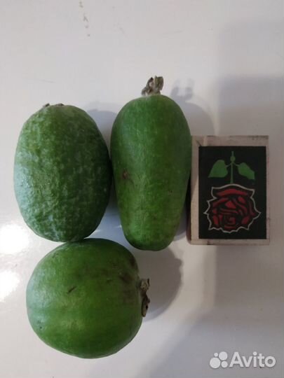 Саженцы Фейхоа абхазский