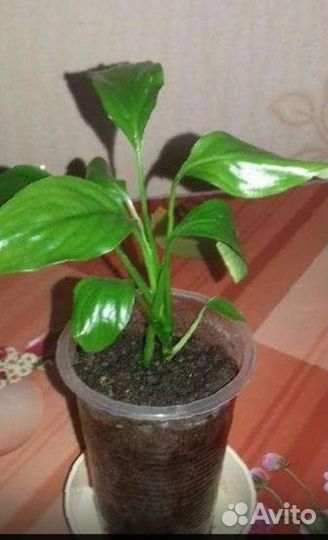 Много комнатных цветов