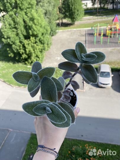 Традесканция силламонтана