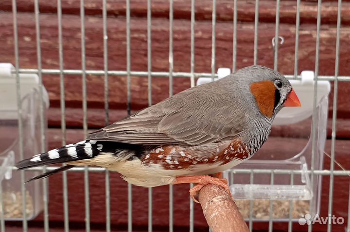 Зебровые амадины