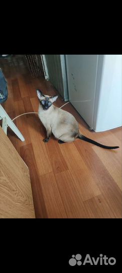 Ориентальные котята