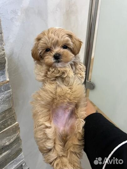 Мальтипу F1 Premium mini, micro