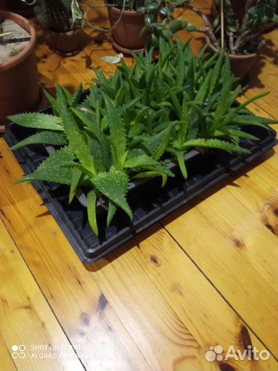 Алое Вера комнатное растение