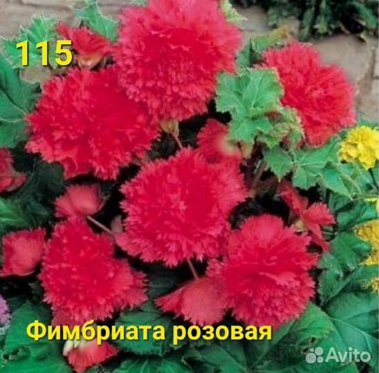 Бегония, клубни