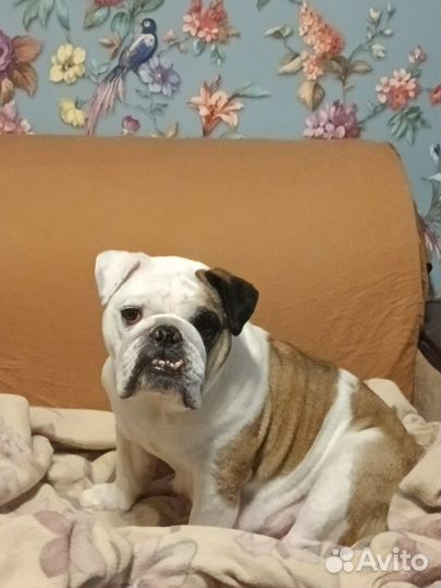 Английский бульдог