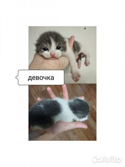 Кошка в дар бесплатно