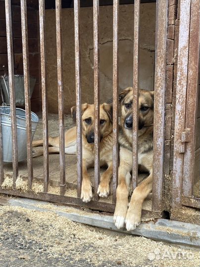 Помоги собакам из приюта