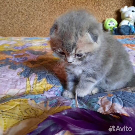 Шотландская