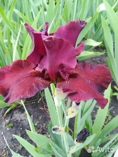 Ирис бородатый