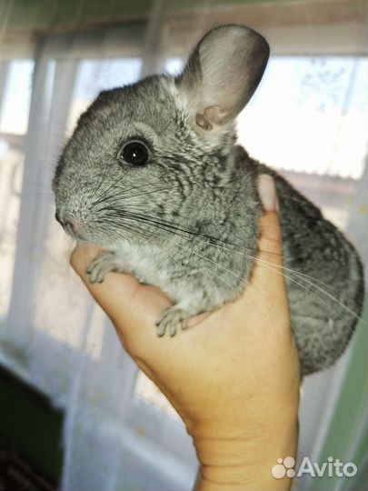 Экзотические животные