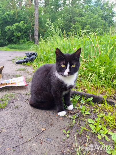 Ласковая кошка
