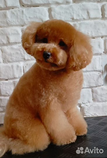 Груминг собак и кошек, УЗ чистка зубов