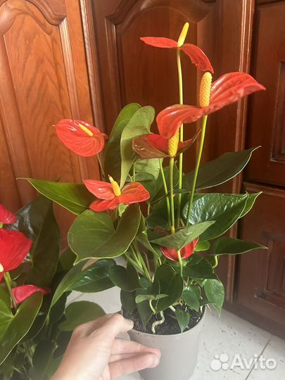 Антуриумы цветущие