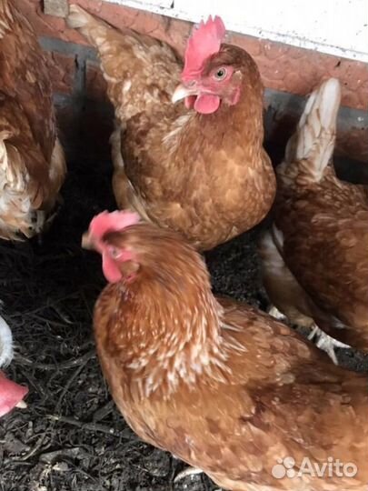 Куры несушки 9 мес