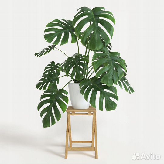 Monstera deliciosa (Монстера привлекательная)