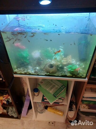 Аквариумные рыбки гуппи