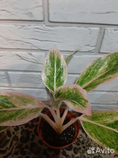 Аглаонема Aurora pink