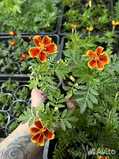 Рассада бархатцев