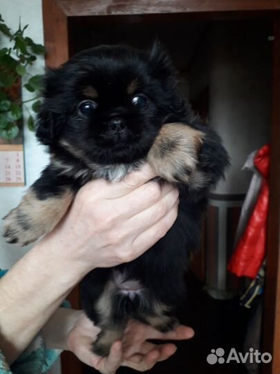 Щенки пикинеса