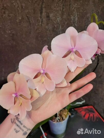 Фаленопсис 