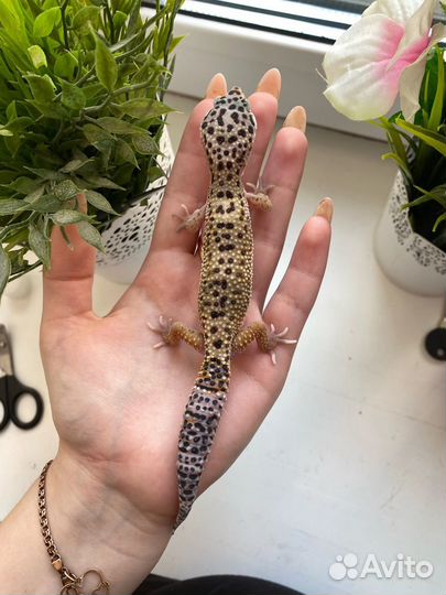 Эублефары с контейнером