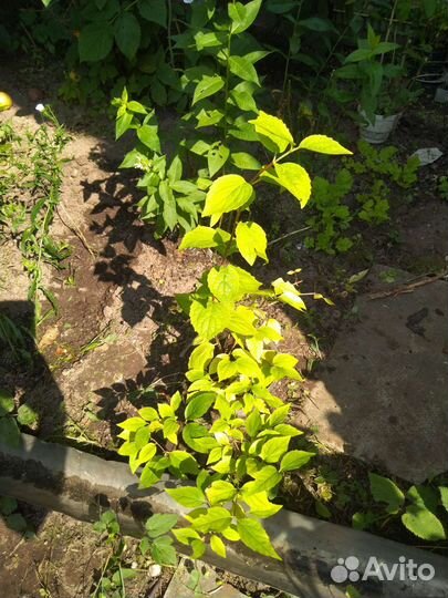 Вейгелла, садовый жасмин, астильба