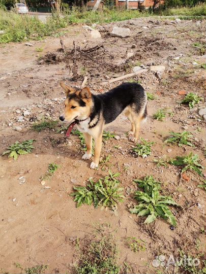 Ищу семью счастливчику Лаки