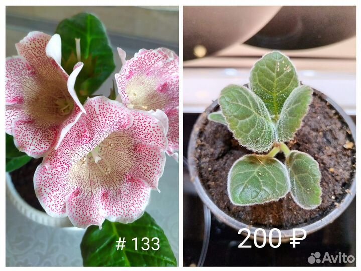 Кустики Глоксинии