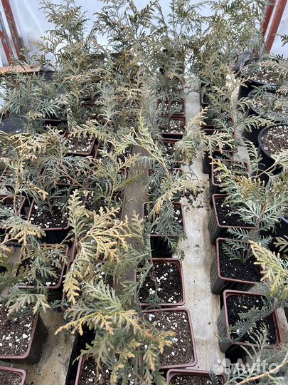 Туя западная Брабант