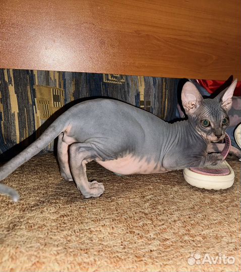 Котята Донской сфинкс