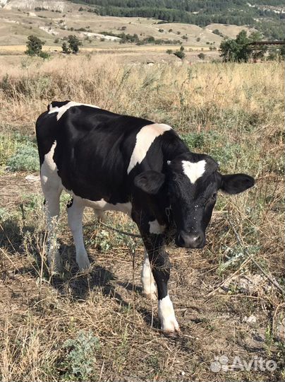 Бычок бычки телята теленок